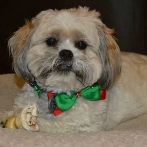 Meet your Posher, Janet